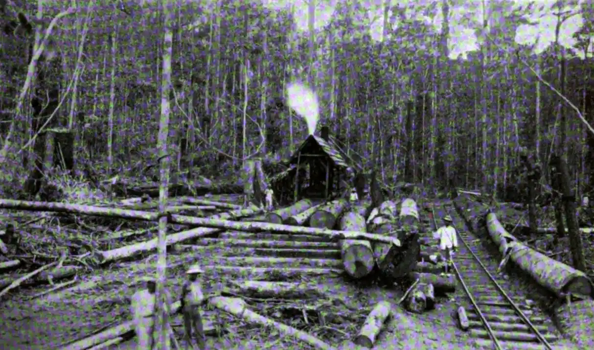 Lumbering activity in Northern Negros in 1910.