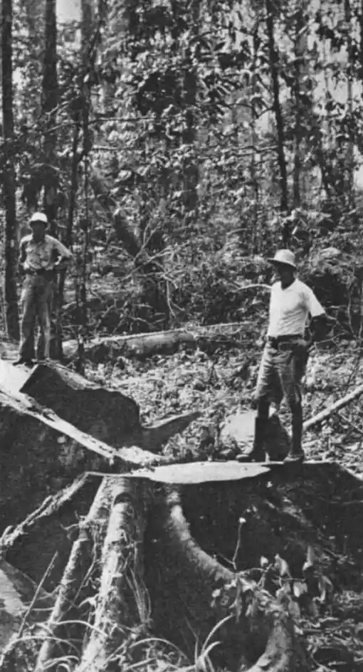 An American poses heroically on a cut lauan. Promotional material from ILCO.